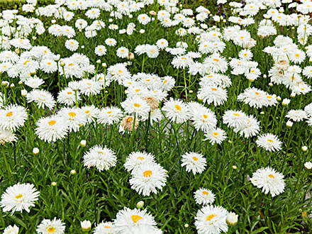 种植基地标题五